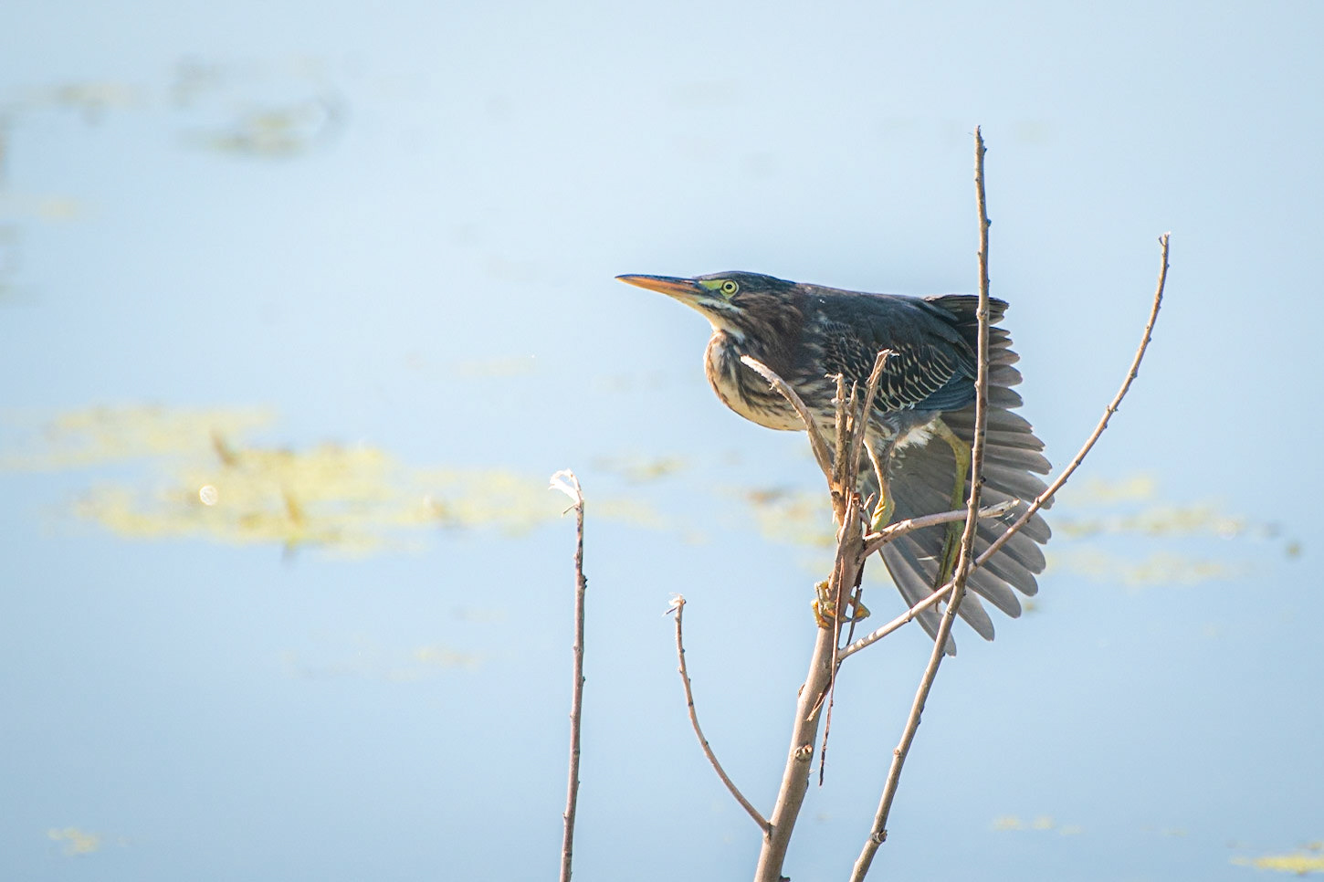 Green Heron
