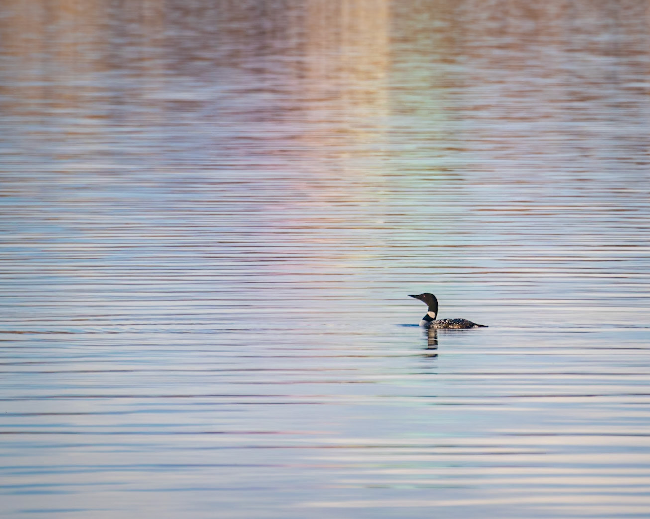 Common Loon