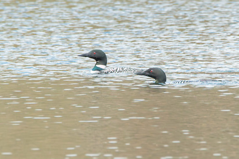 Common Loon
