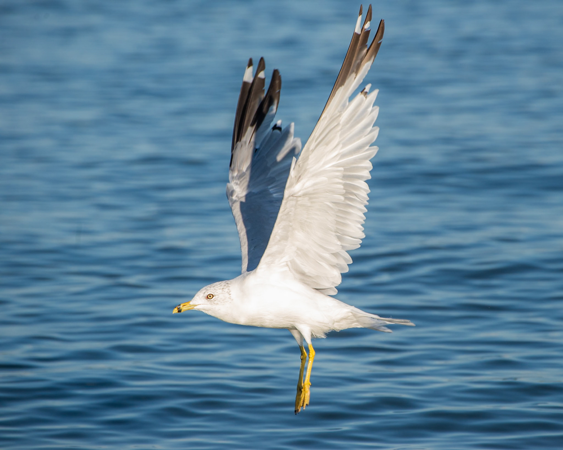 Gull