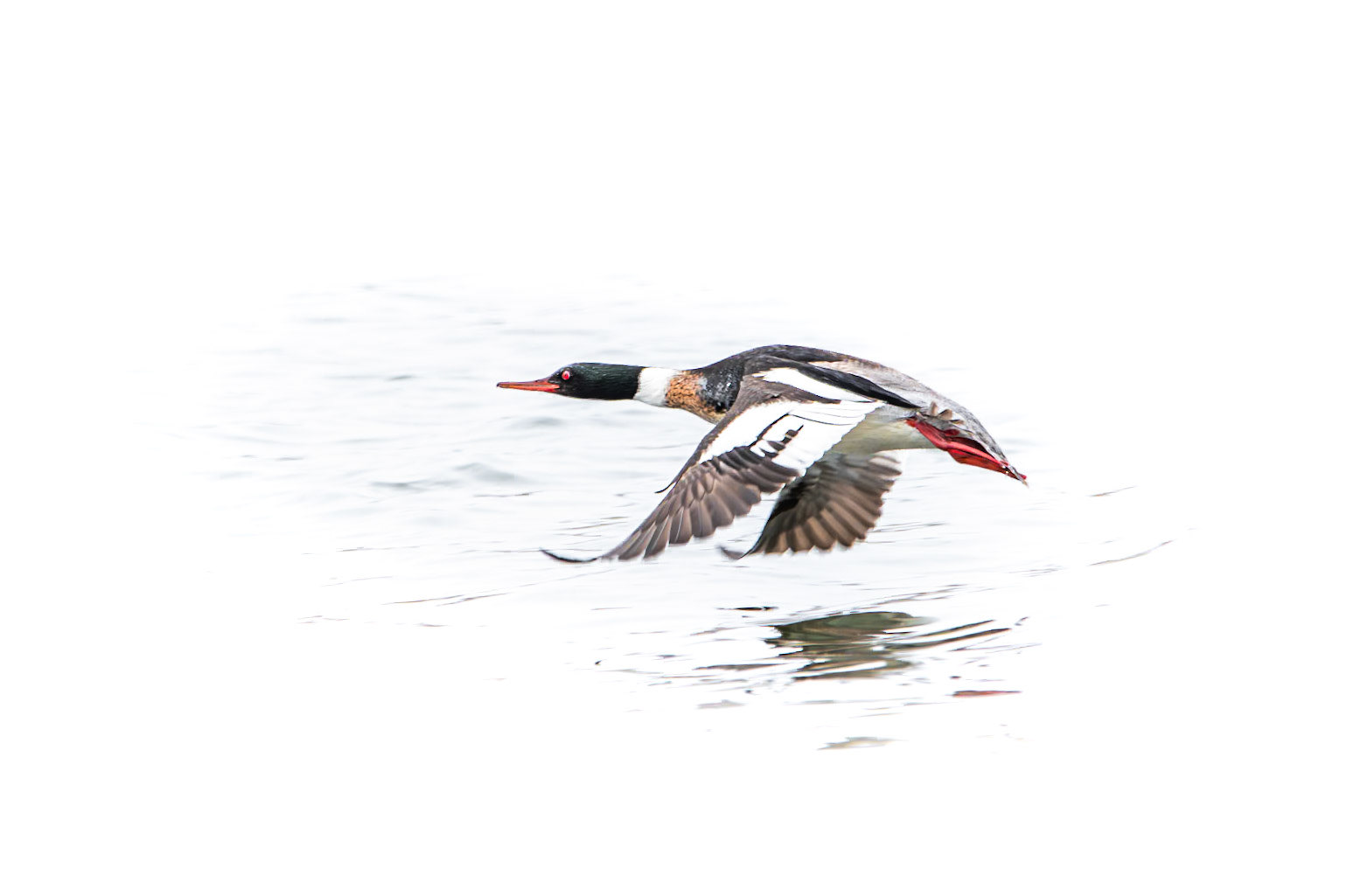 Red-Breasted Merganser