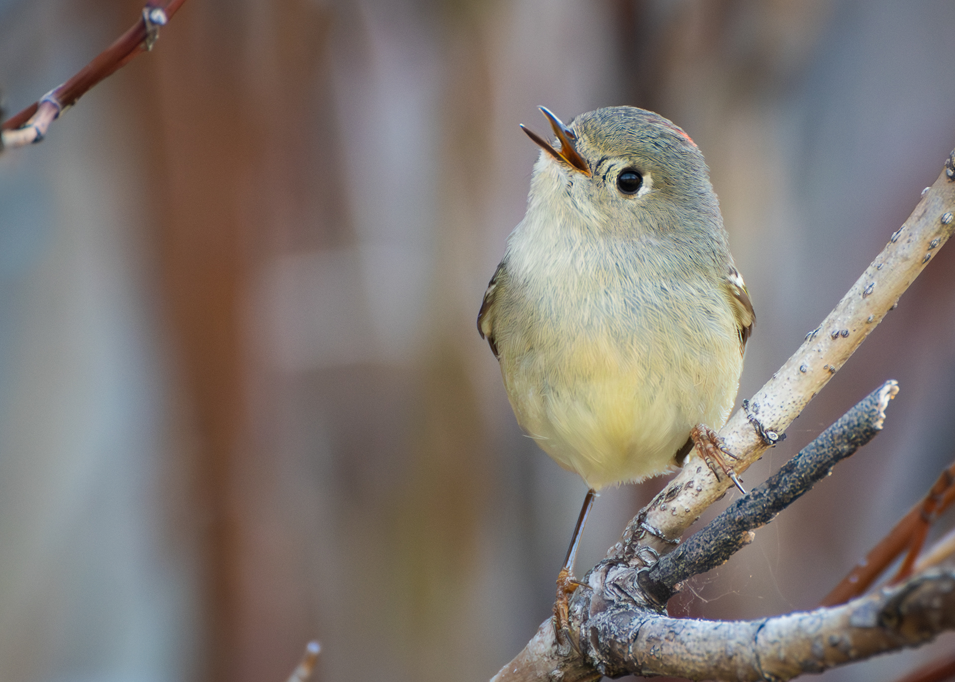 Ruby Crowned Kinglet