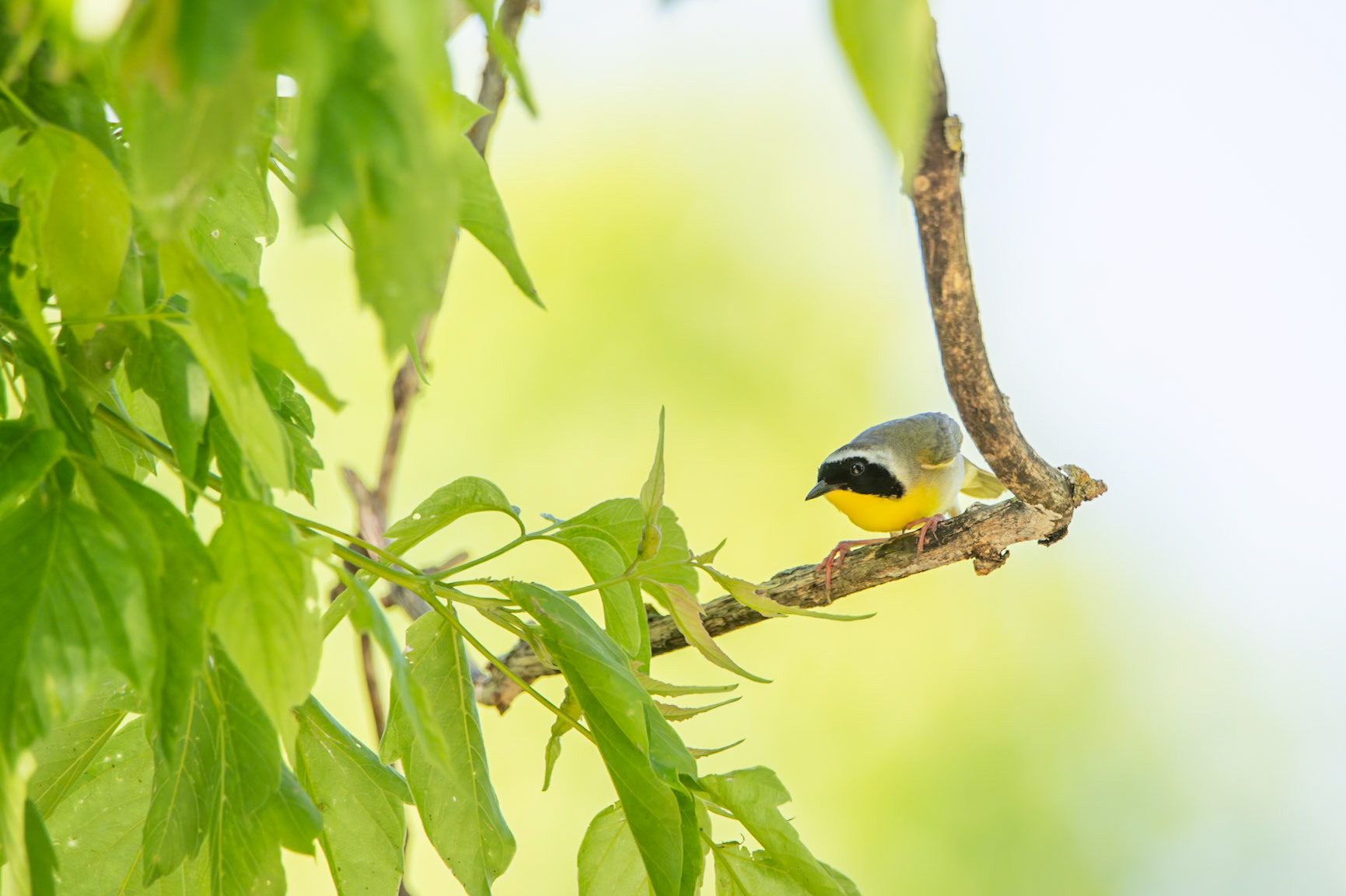 Common Yellowthroat