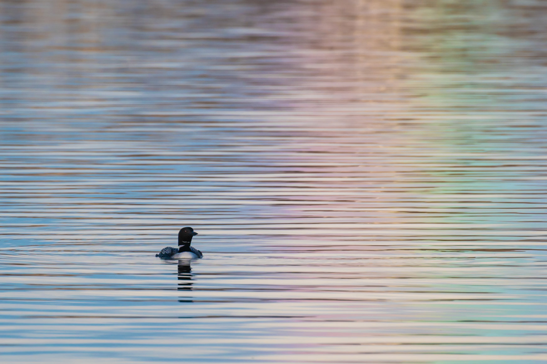 Common Loon