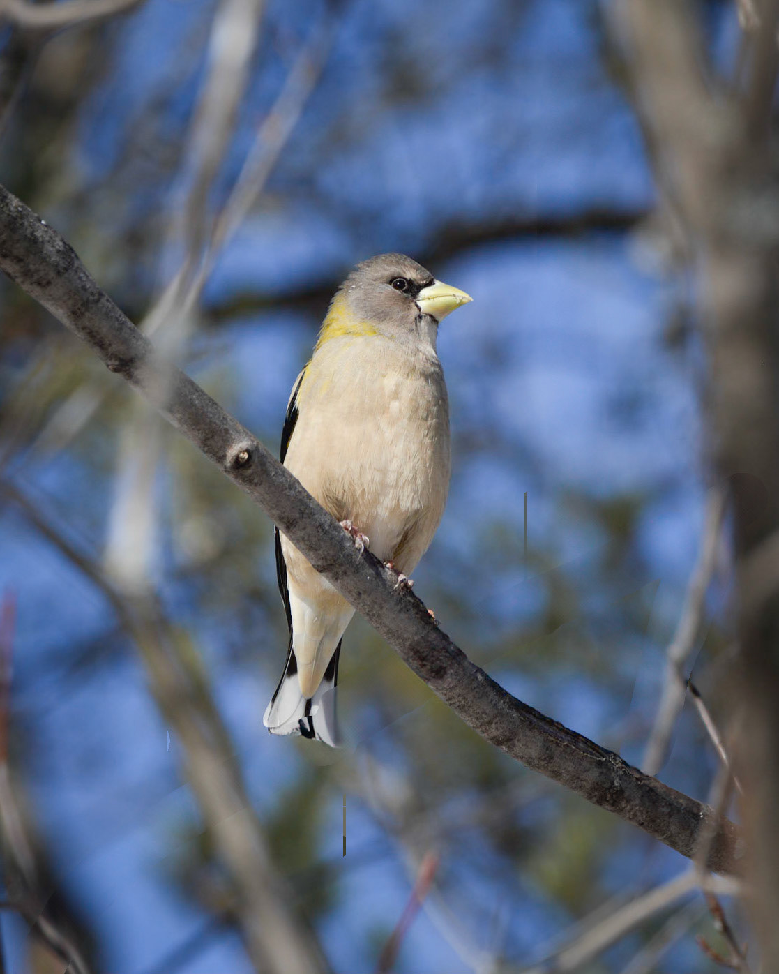 Evening Grosbeak