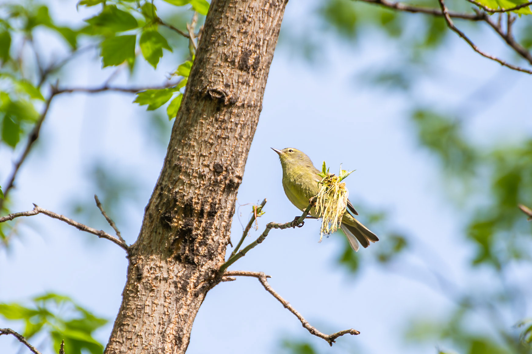 Orange Crowned Warbler