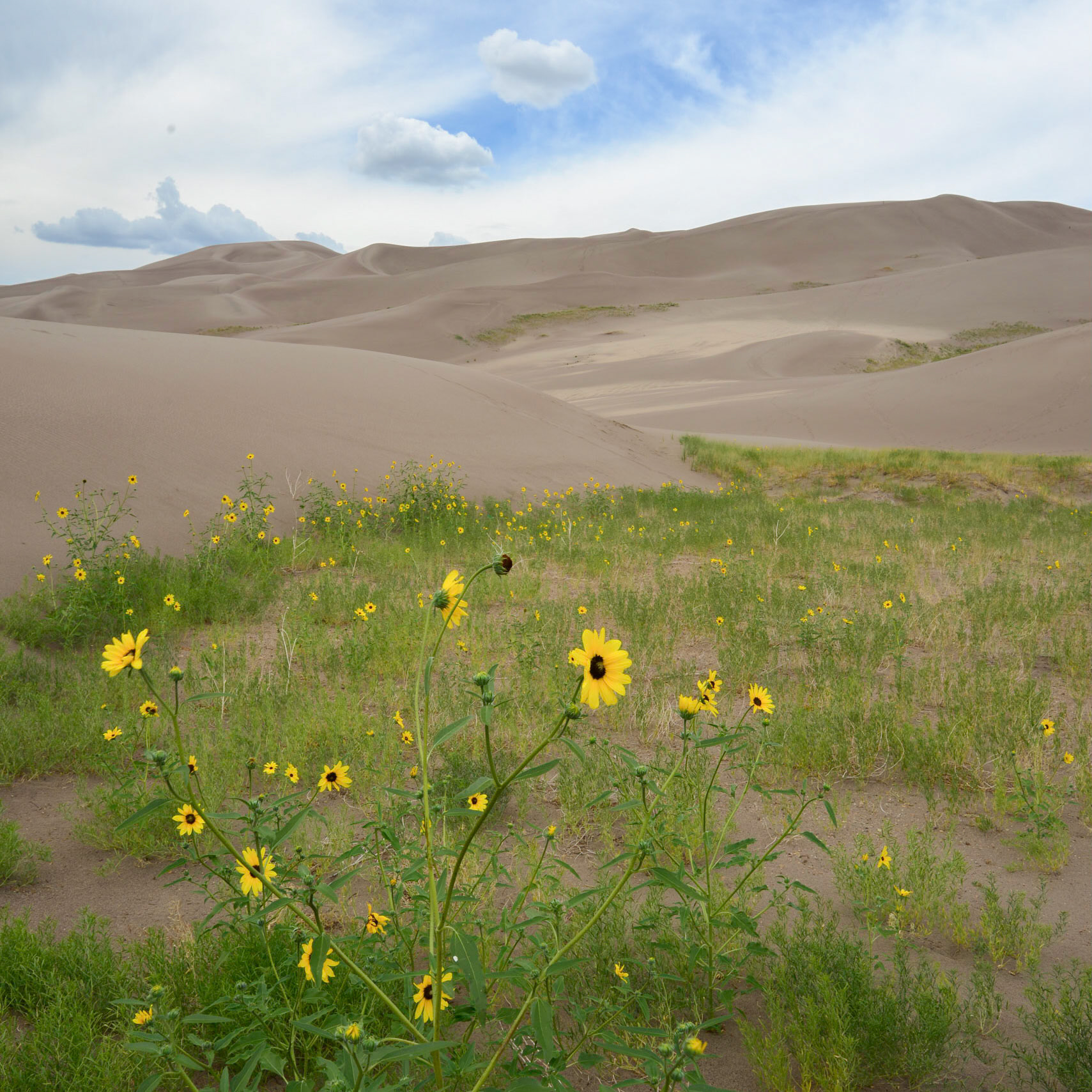 Great Sand Dunes National Park