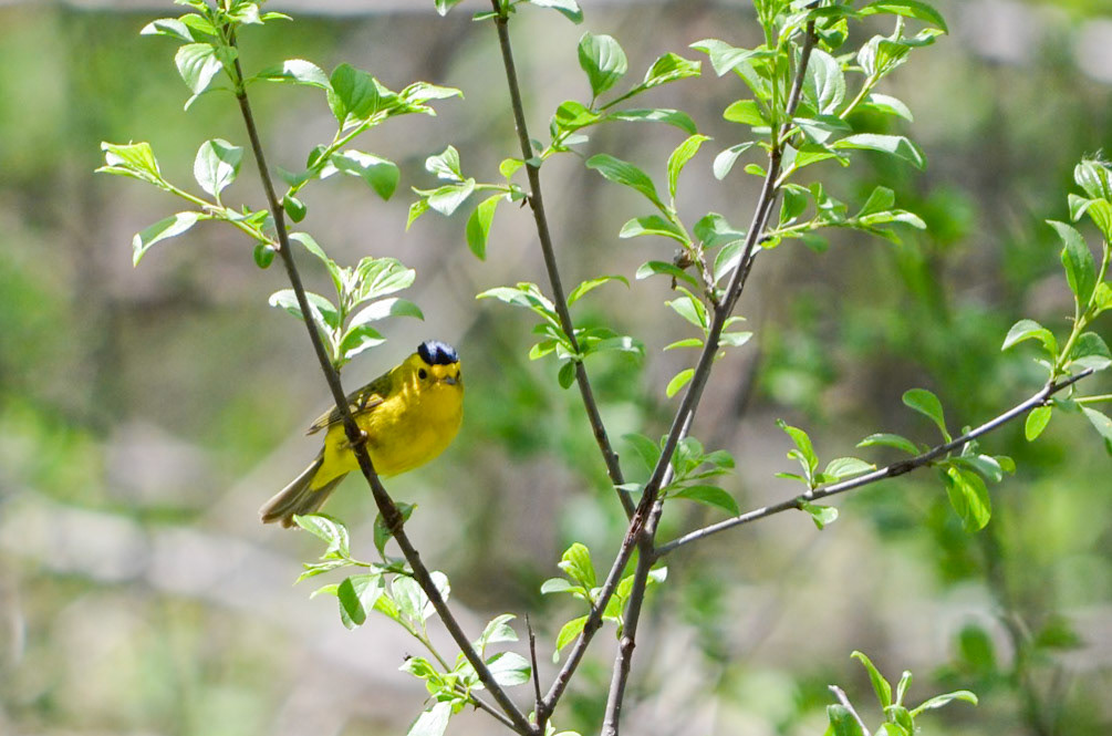 Wilsons Warbler