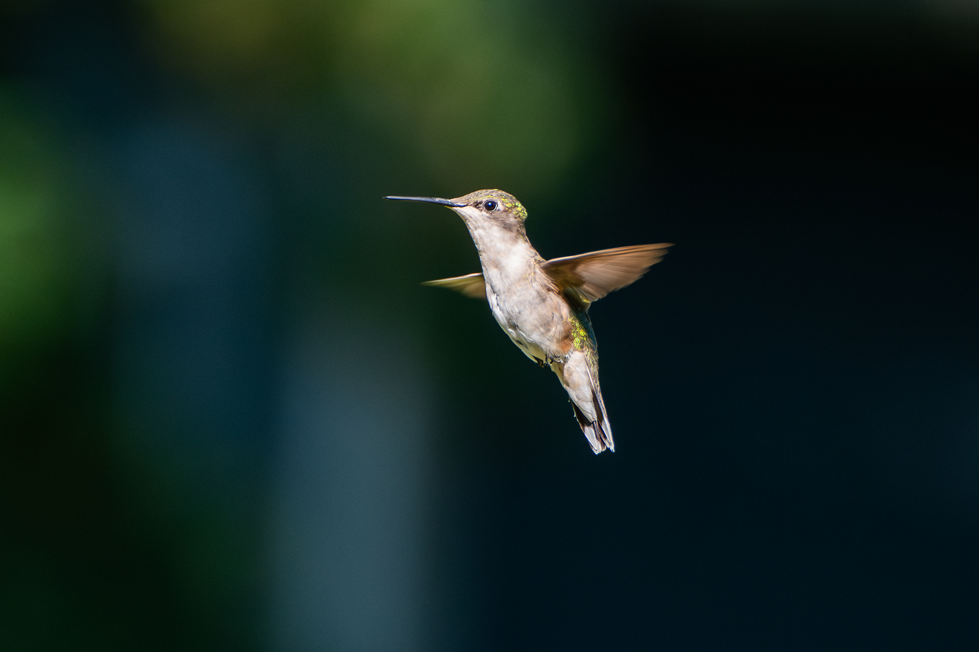 Ruby-throated Hummingbird
