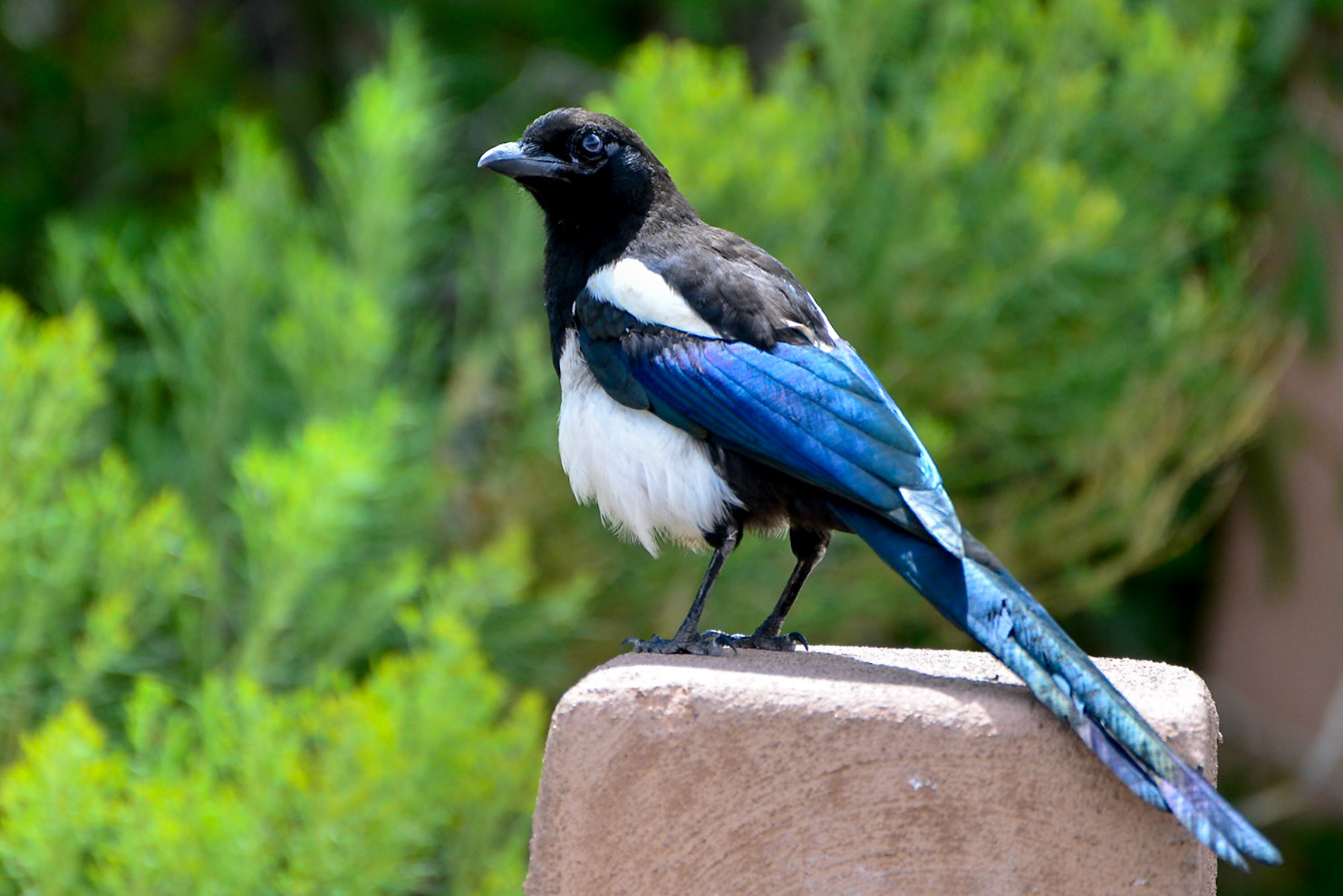 Magpie