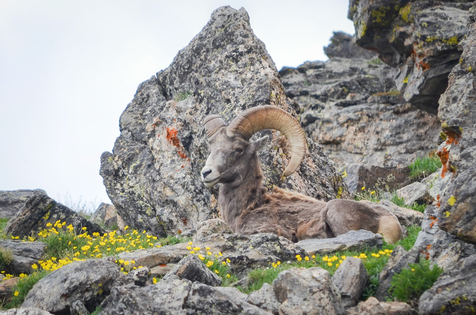 Estes Park Bighorn
