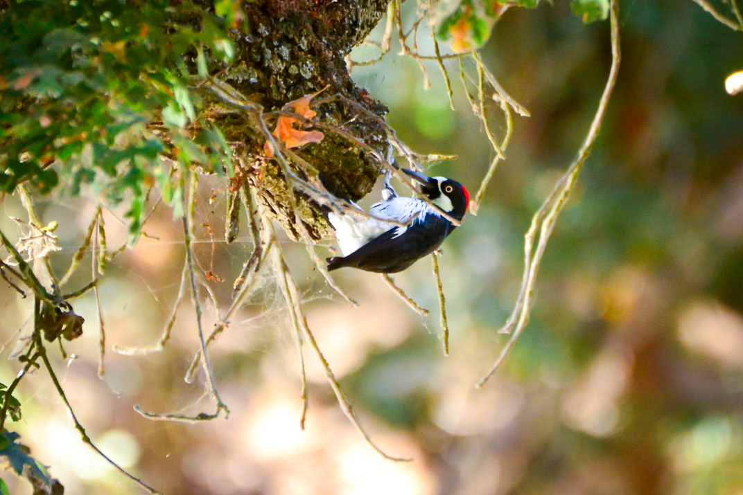Acorn Woodpecker