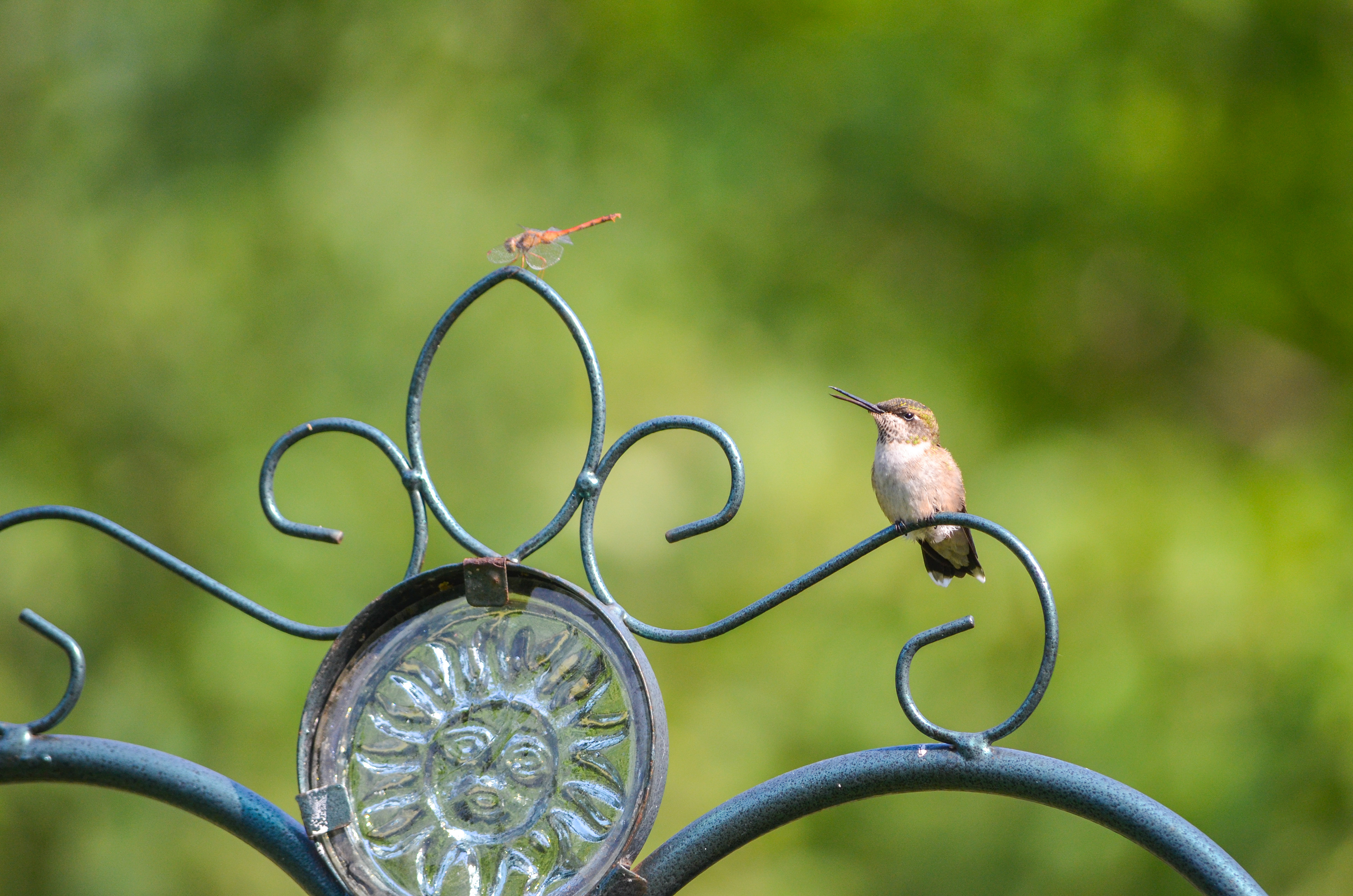 Ruby-throated Hummingbird