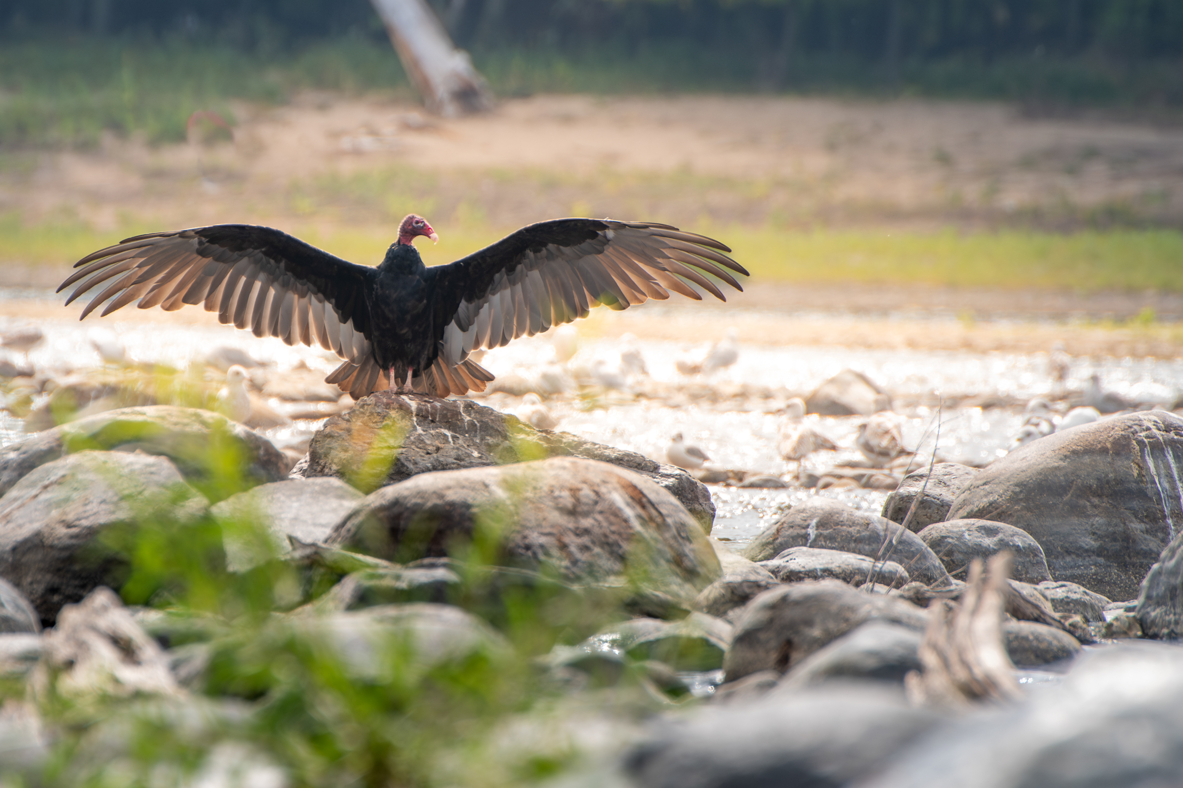Turkey Vulture