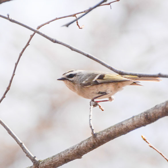 Golden Crowned Kinglet