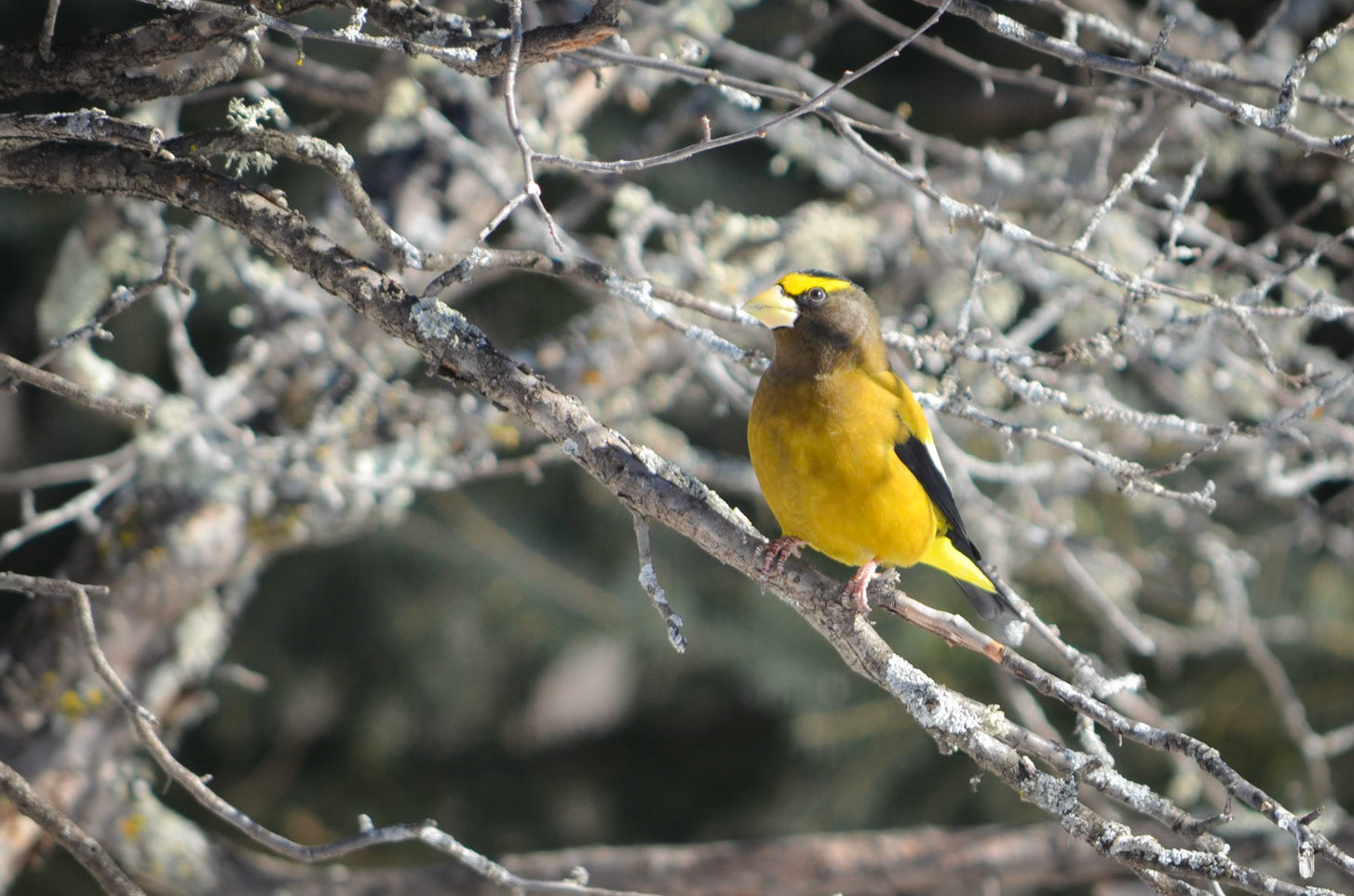 Evening Grosbeak