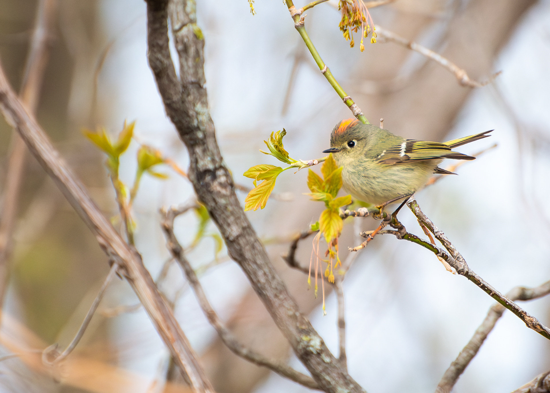Ruby Crowned Kinglet