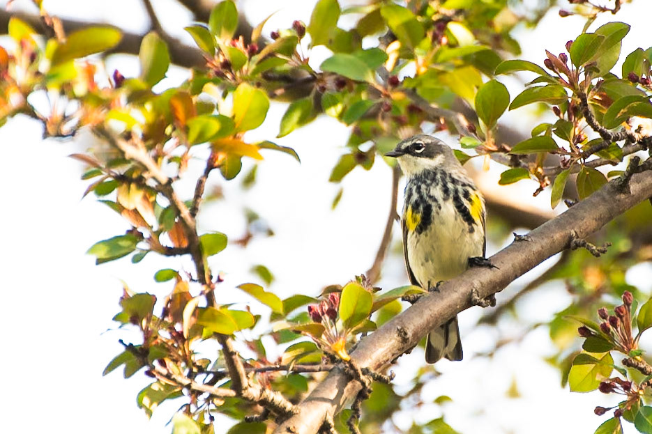 Yellow Rumped Warbler
