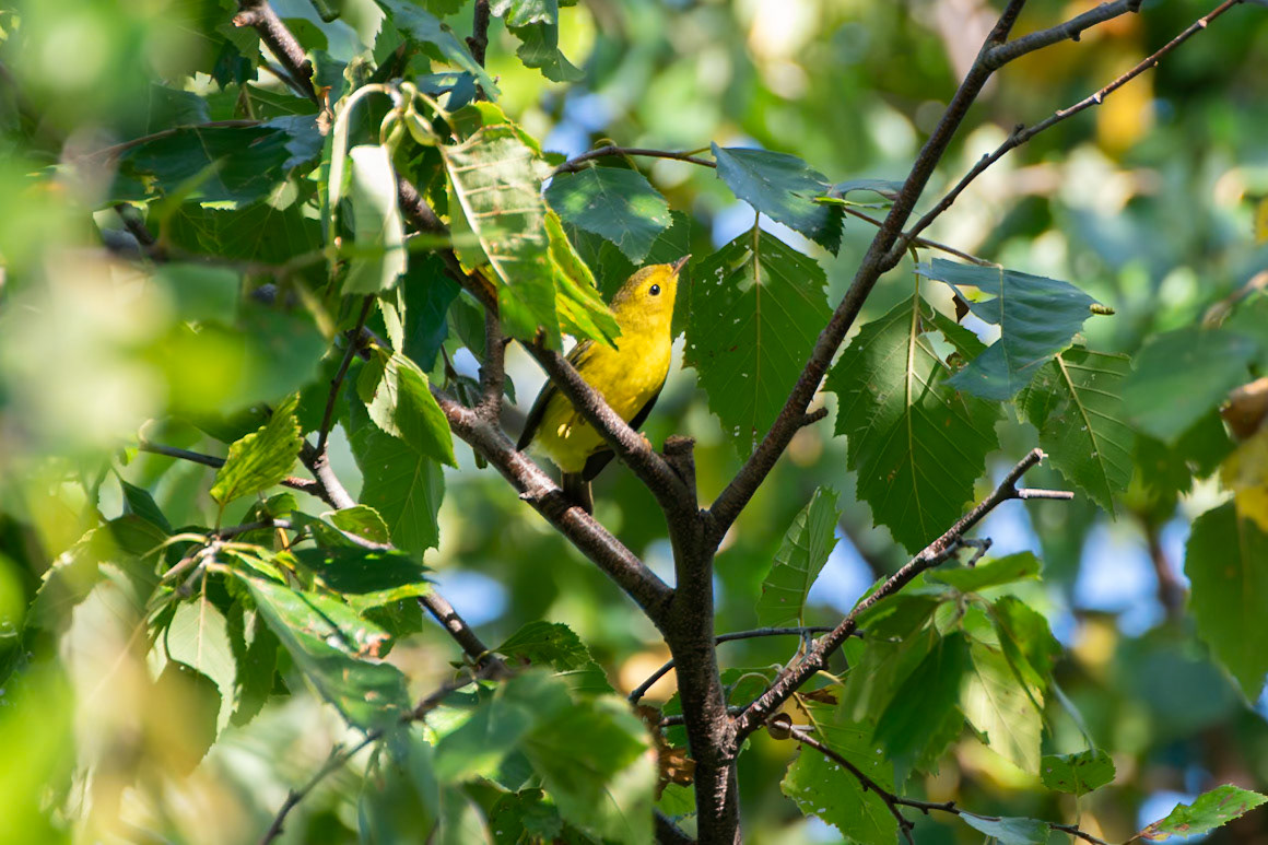 Wilsons Warbler
