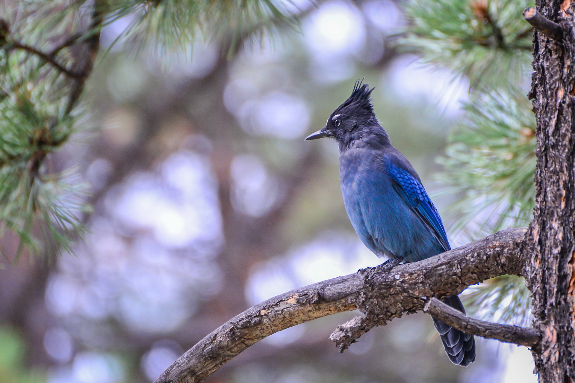 Stellars Jay