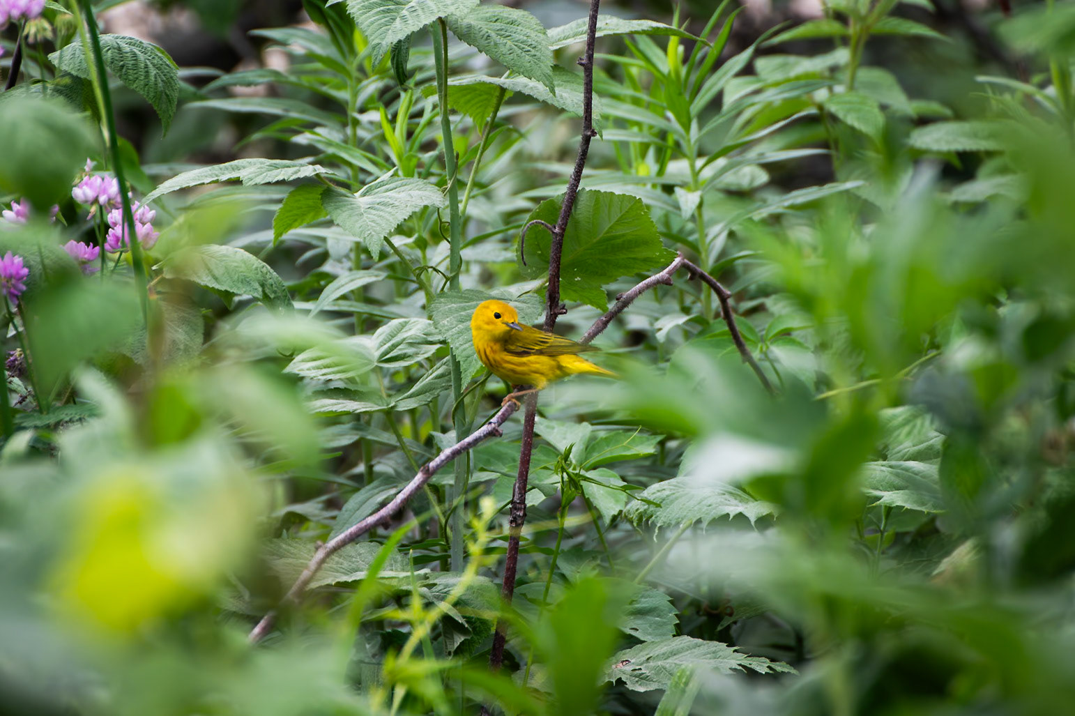 Yellow Warbler