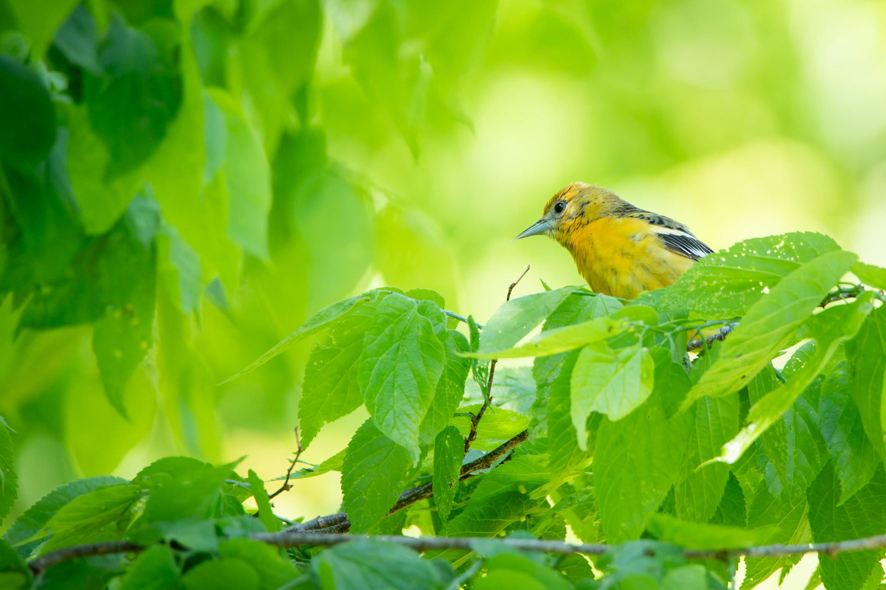 Baltimore Oriole