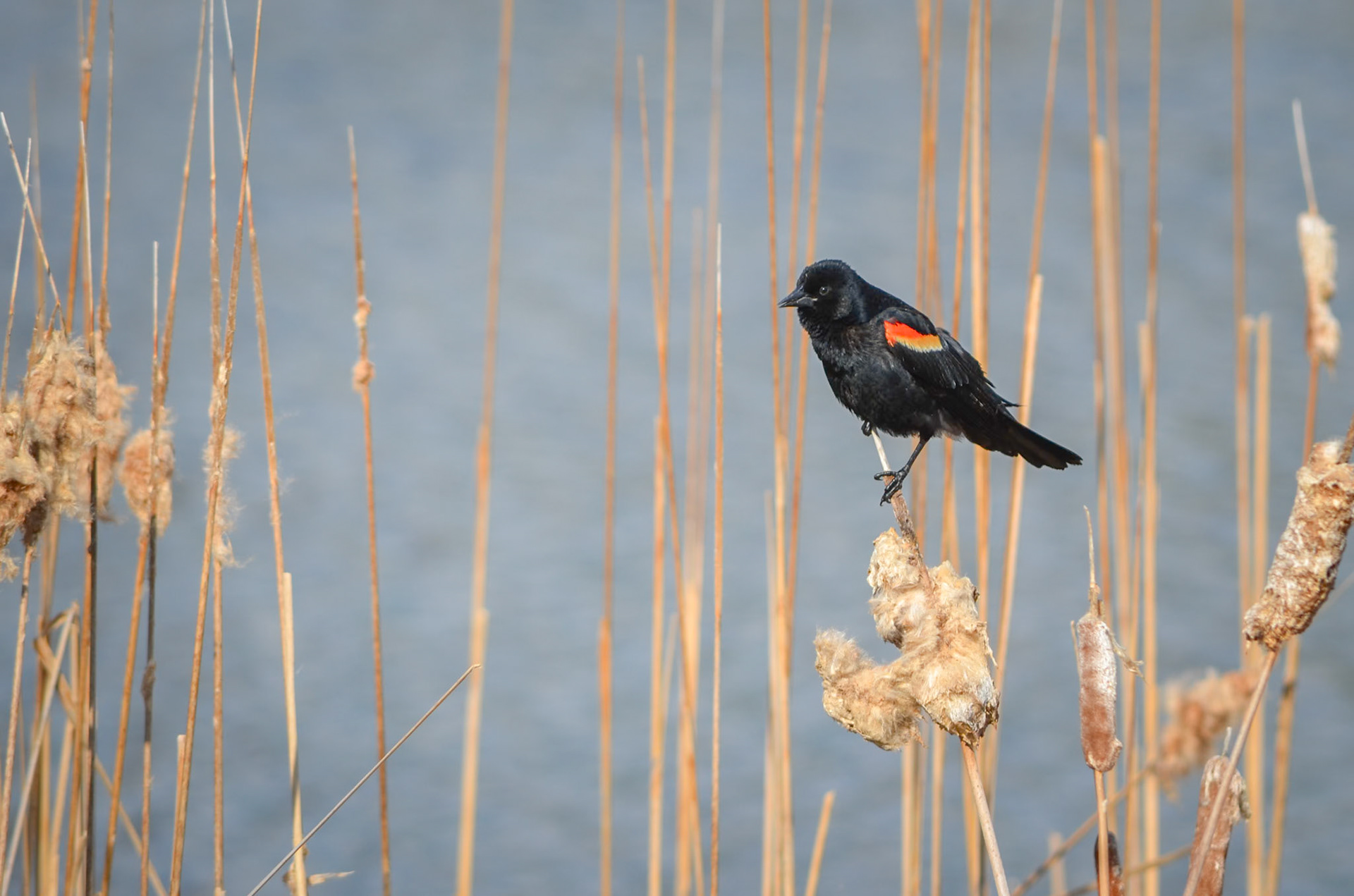 Red Winged Blackbird