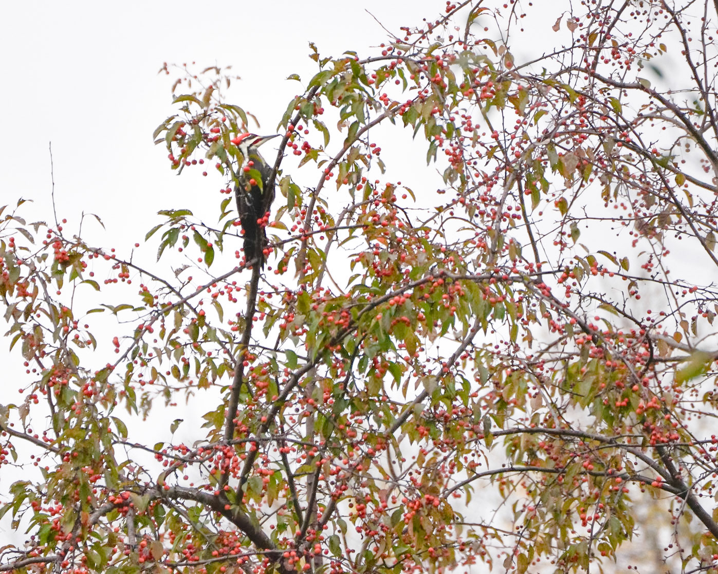 Pileated Woodpecker