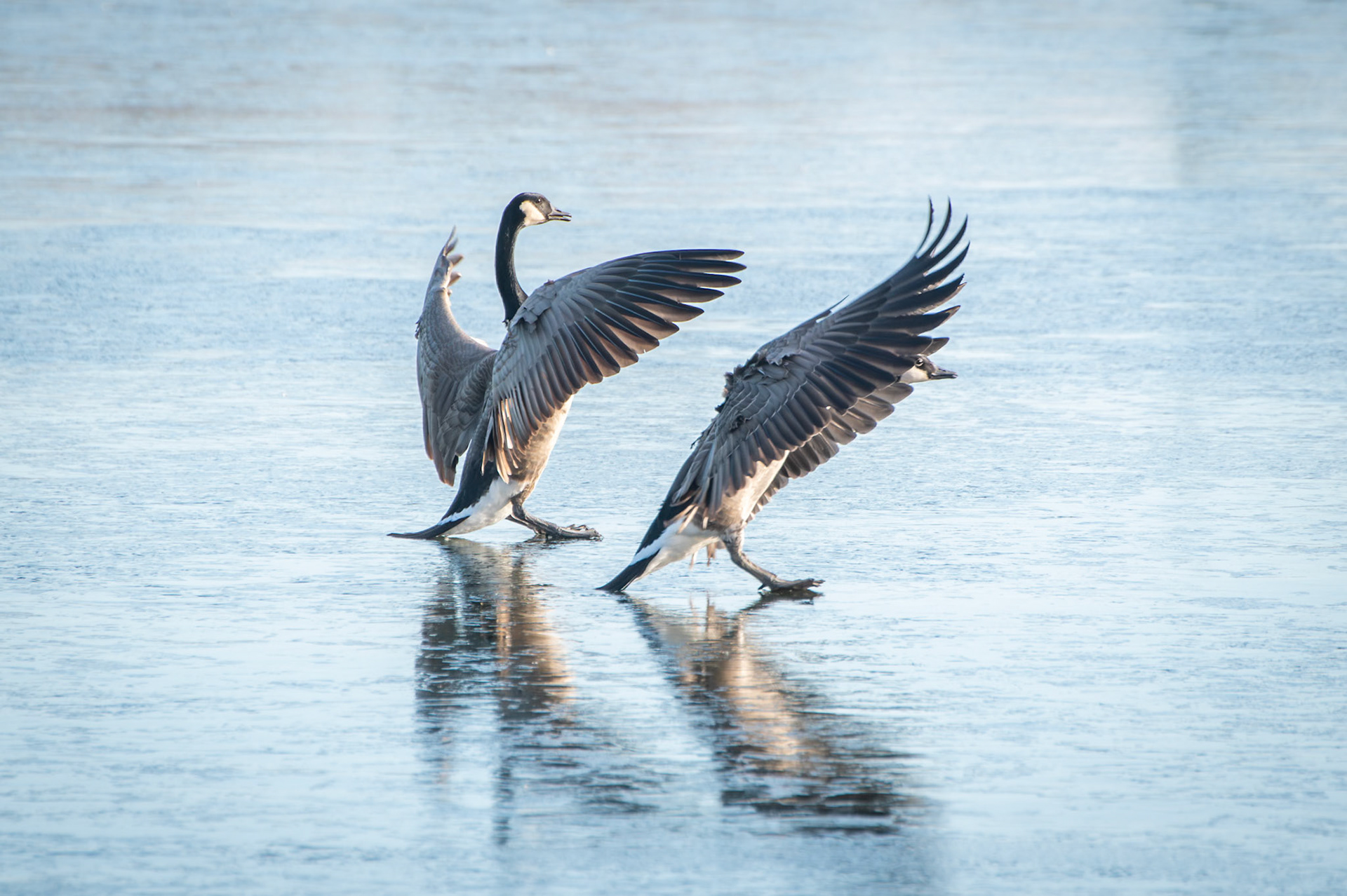 Canada Goose