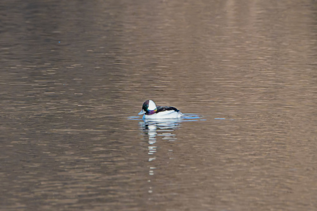 Bufflehead