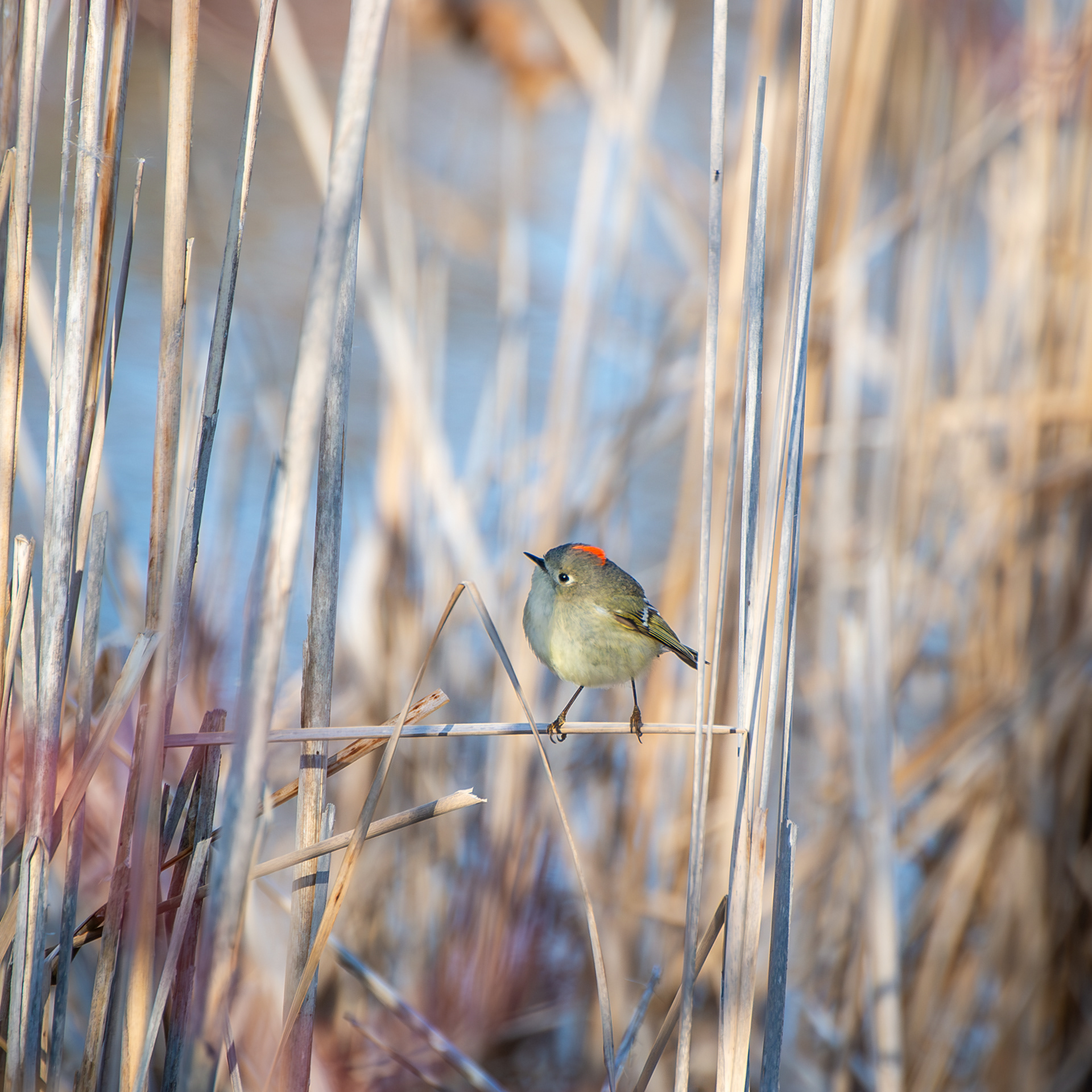 Ruby Crowned Kinglet