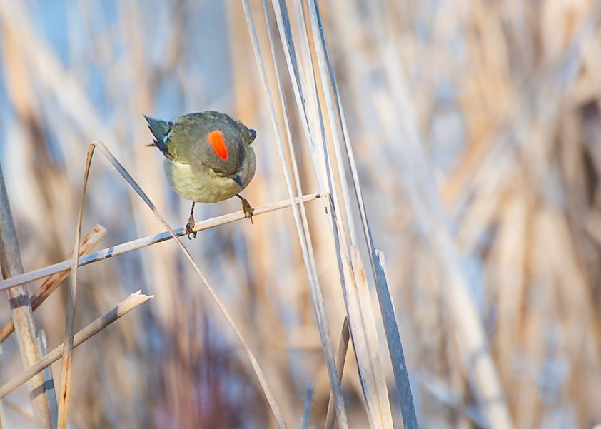 Ruby Crowned Kinglet