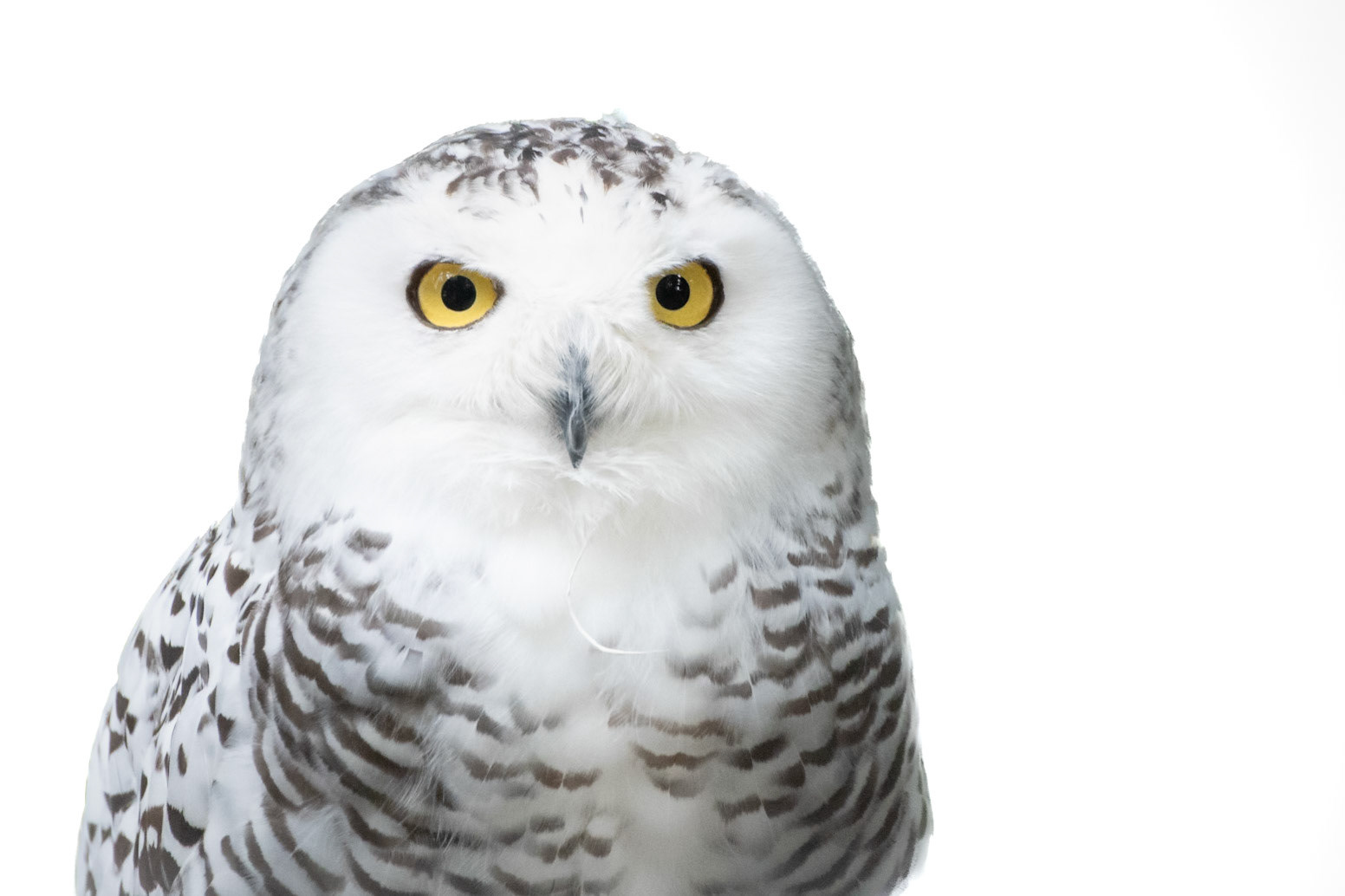 Snowy Owl