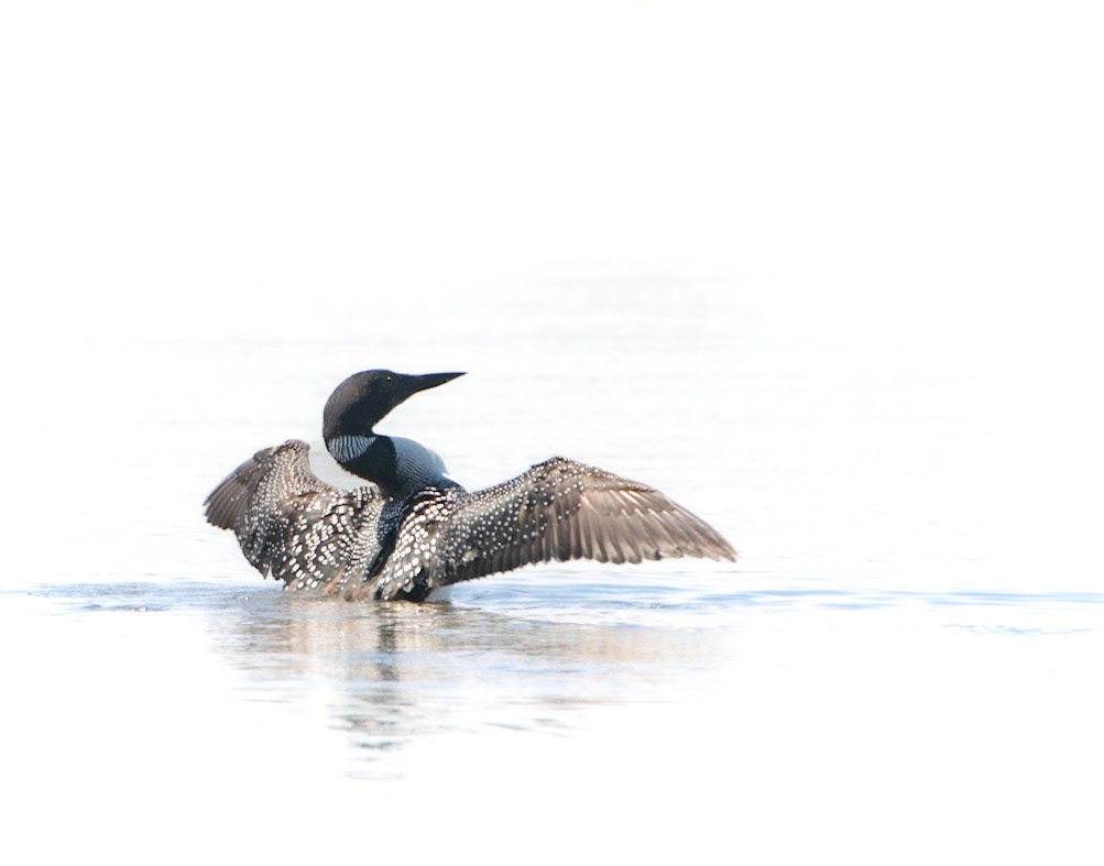 Common Loon