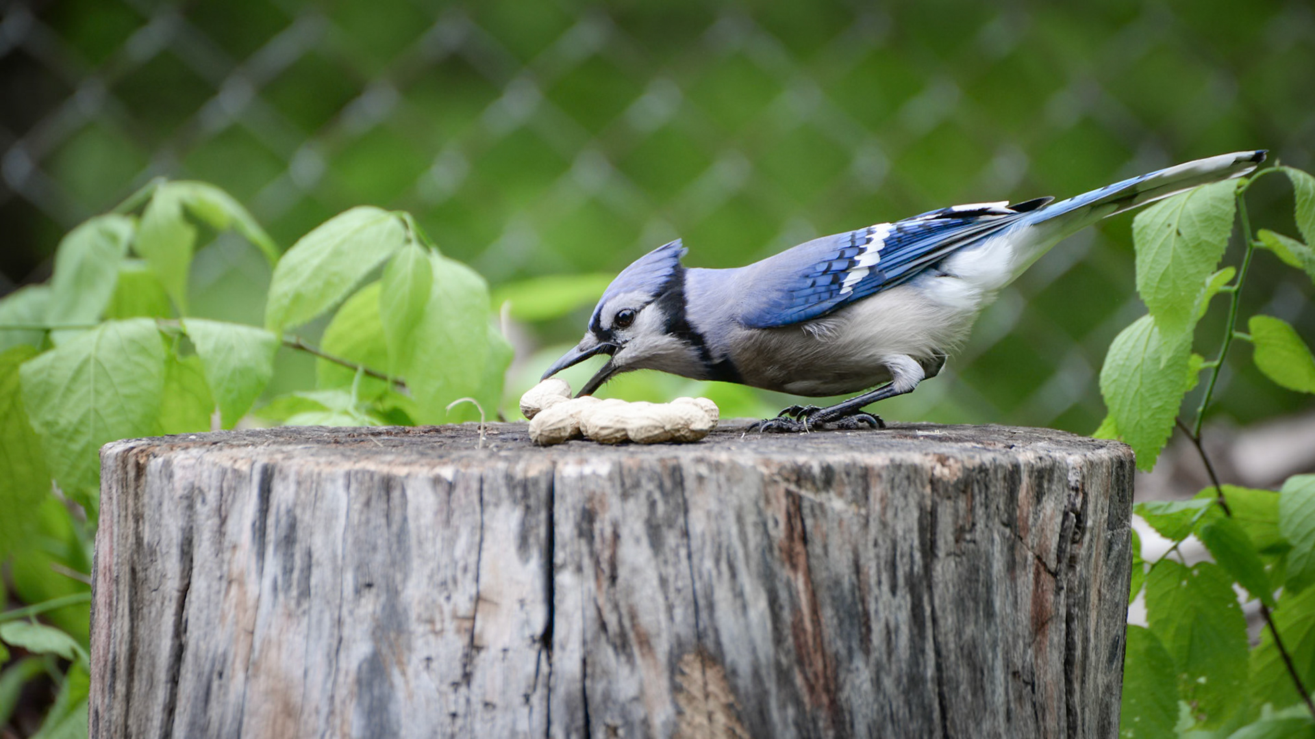 Blue Jay