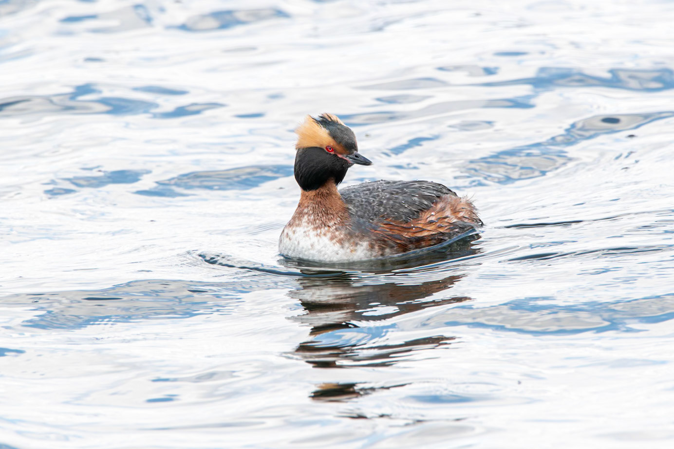 Horned Grebe