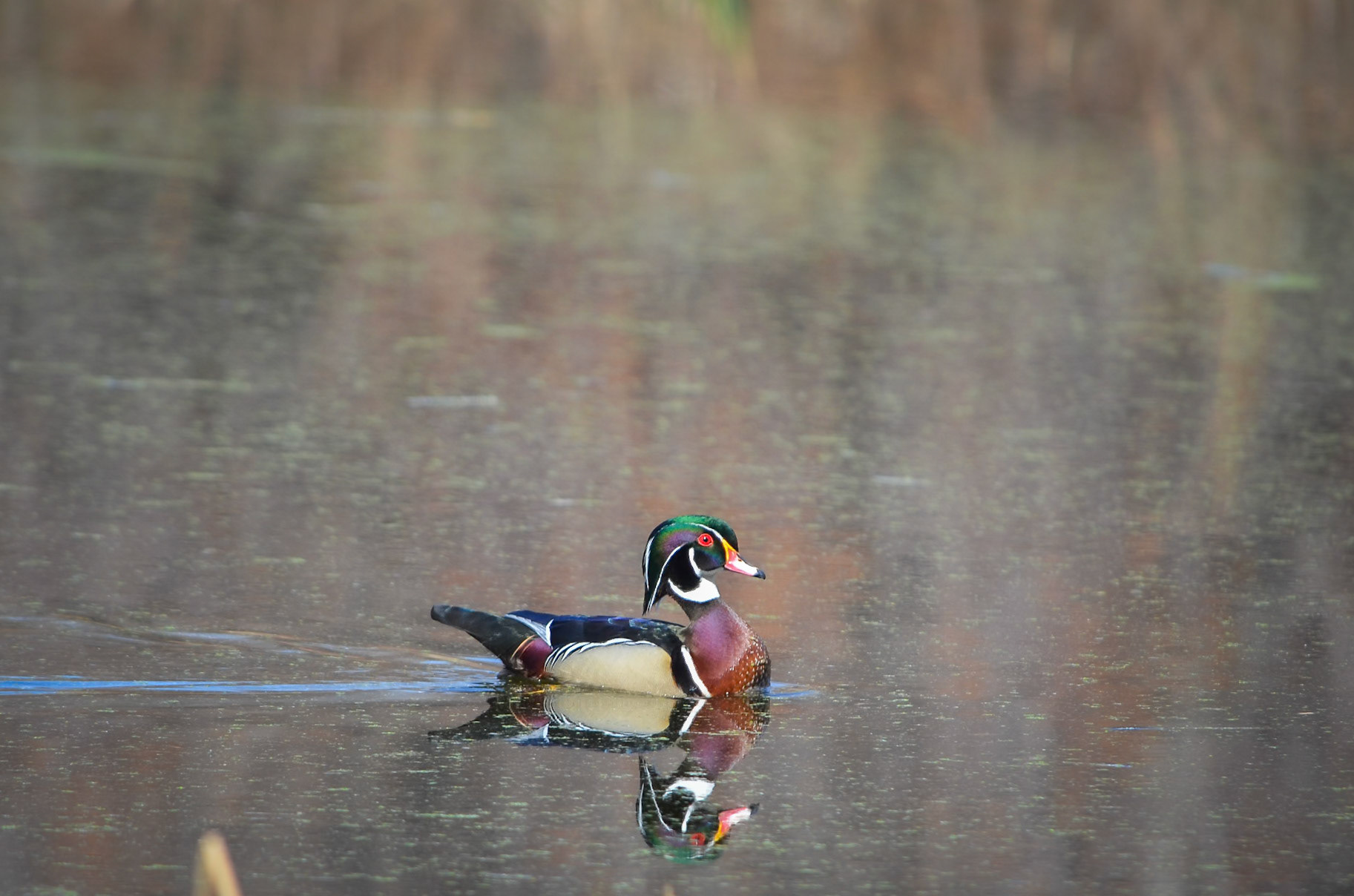 Wood Duck
