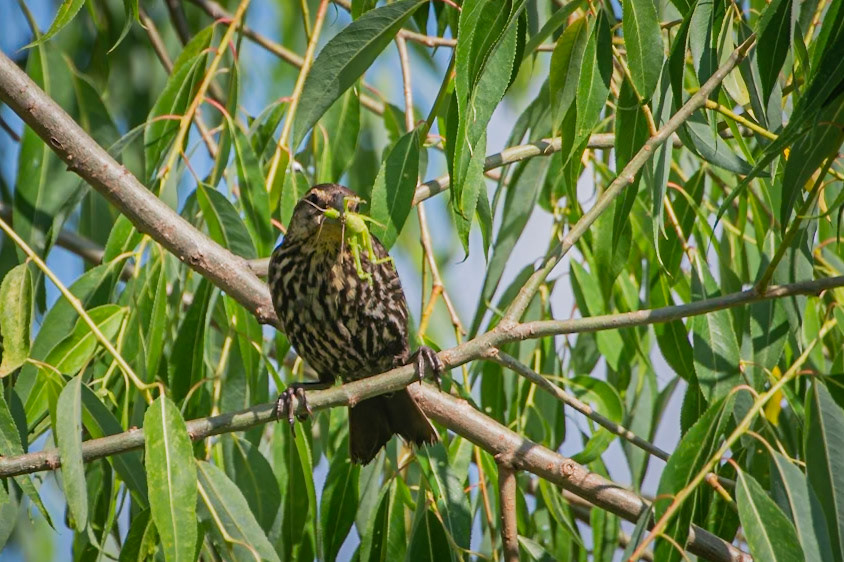 Red Winged Blackbird
