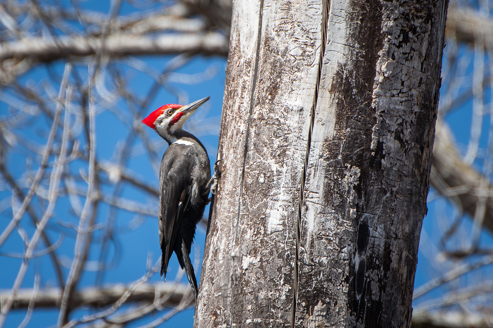 Pileated Woodpecker