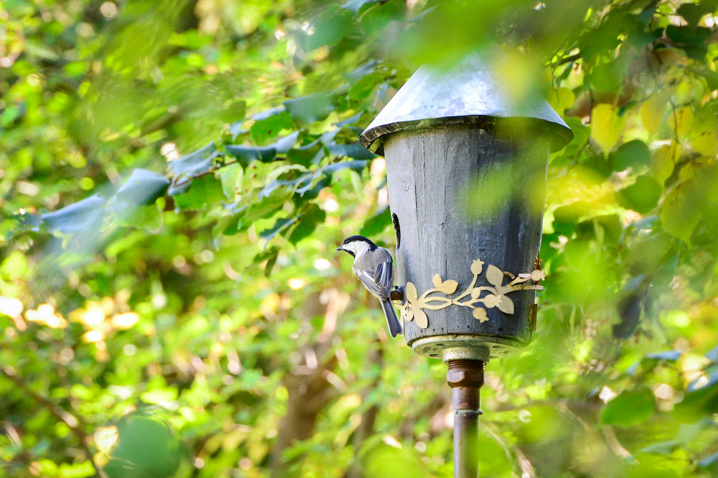 Black Capped Chickadee