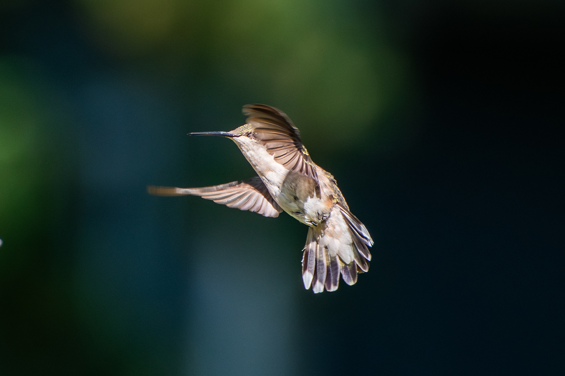 Ruby-throated Hummingbird