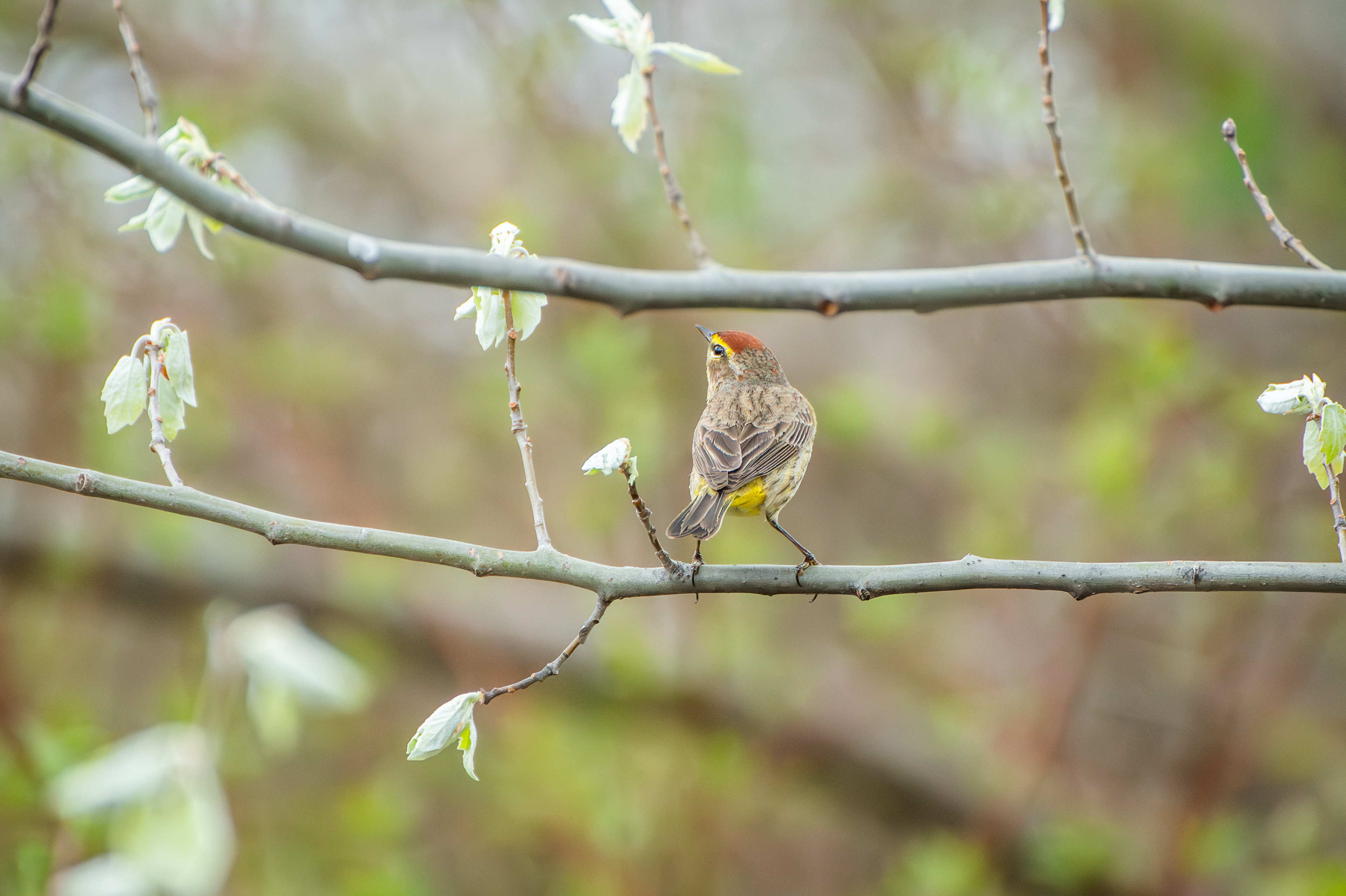 Palm Warbler