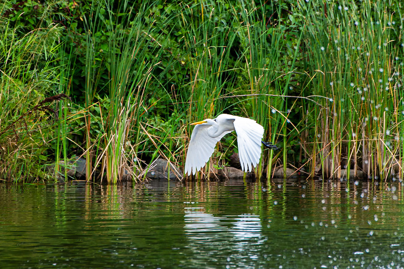 Egret