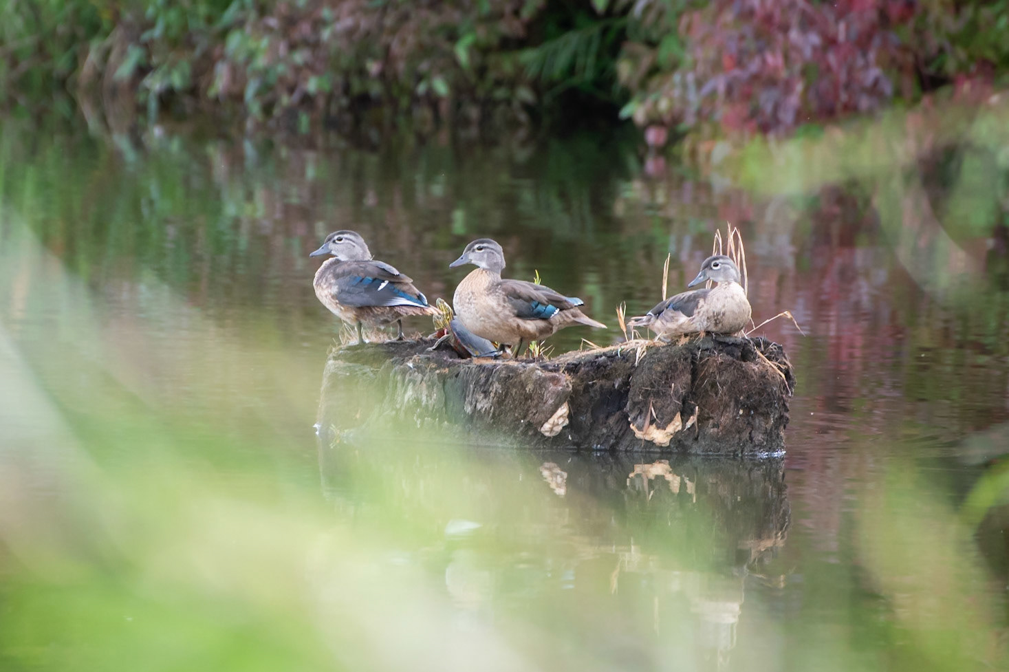 Wood Duck