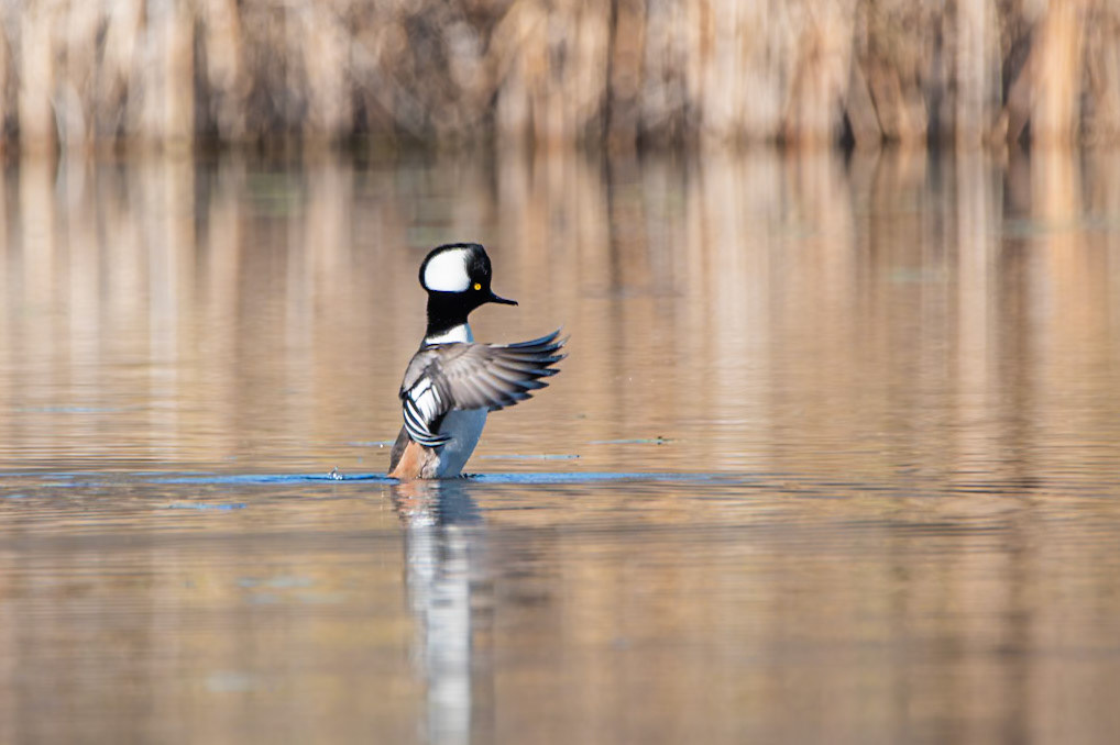 Hooded Merganser