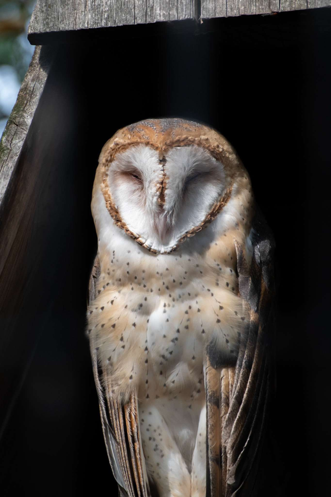 Barn Owl