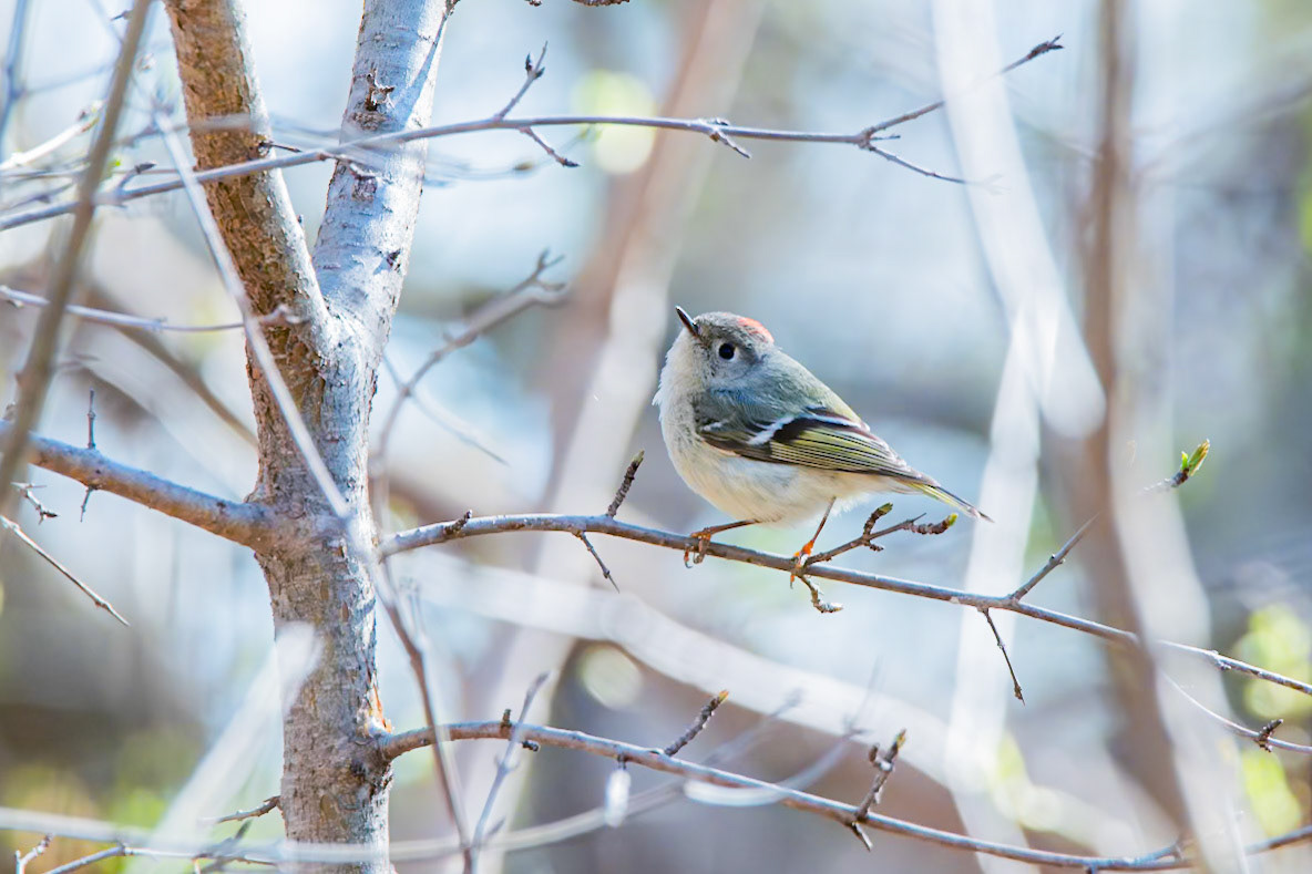 Ruby Crowned Kinglet