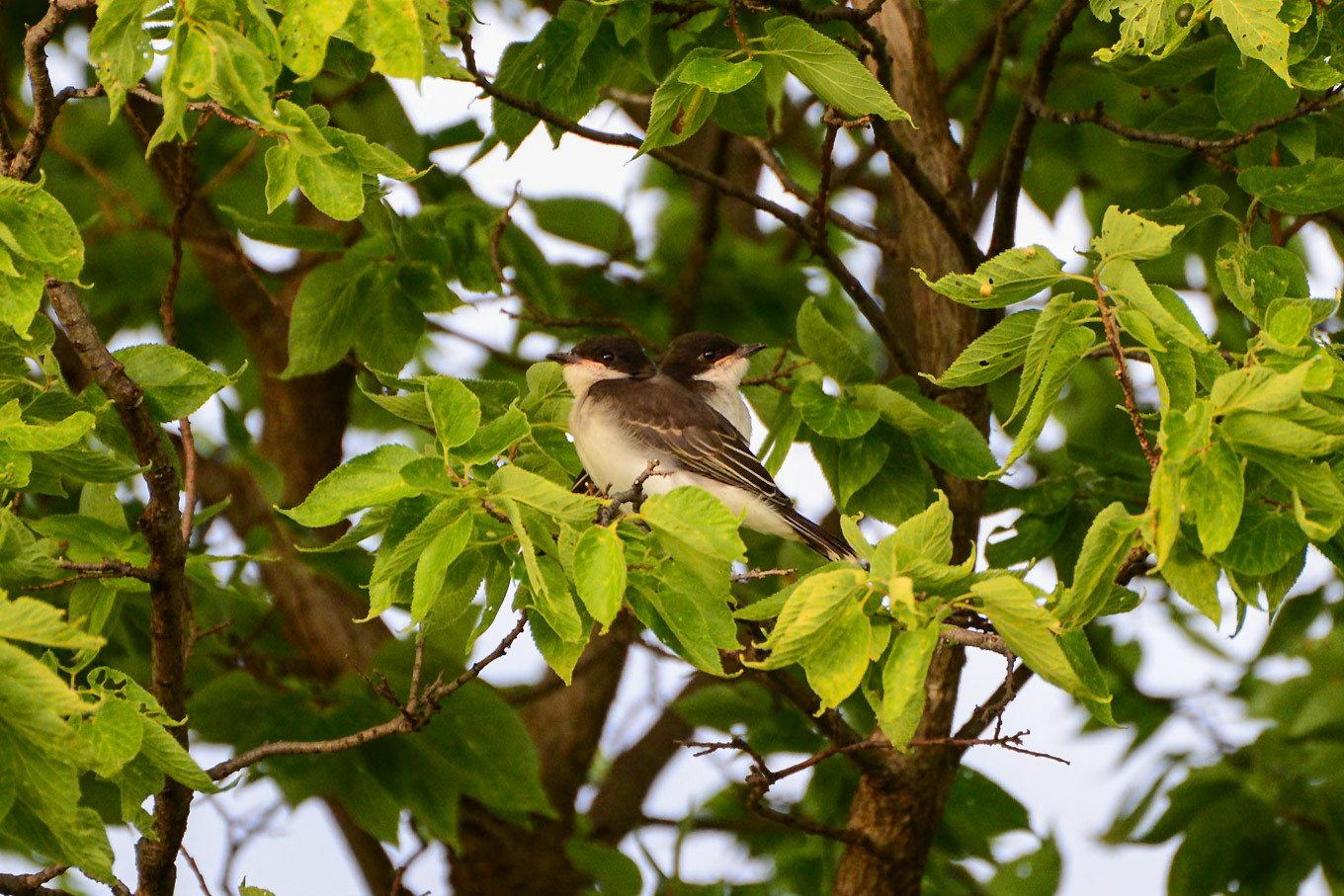 Eastern Kingbird