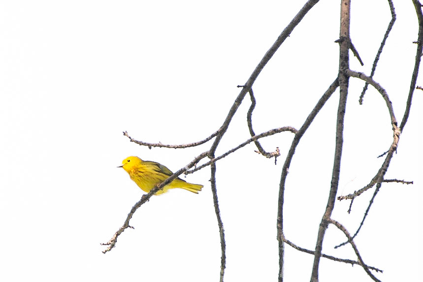 Yellow Warbler