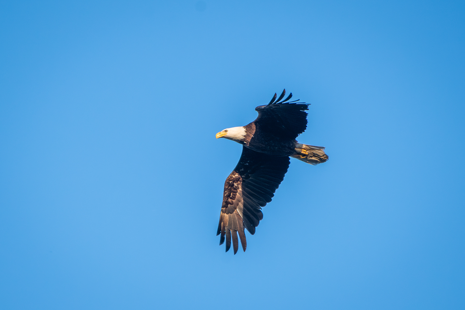 Bald Eagle